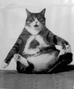 fat-cat-sitting.gif