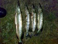 02112011178.webp
