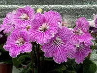 _Весенние_Грезы.webp