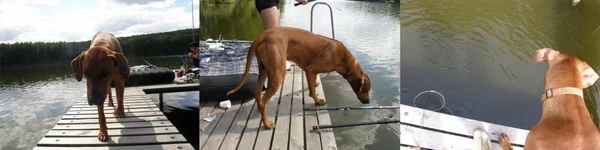 fish_2011.webp