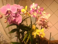 -0306.webp