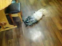 0173.webp