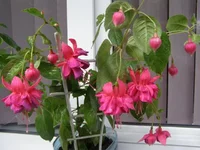 PA020032 - копия.webp