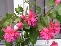 PA020033 - копия.webp