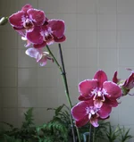 _бордо_01.webp