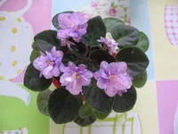 Rob's Dust Storm_7635.webp