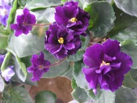 Lyon’s Plum Pudding_1782.webp