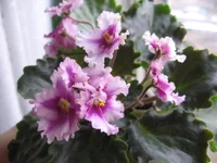 Optimara EverLove_1764.webp