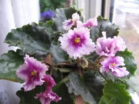 Optimara EverLove_1765.webp