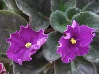 Royal Viking_1776.webp