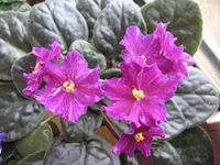 -Цыганская душа_1763.webp