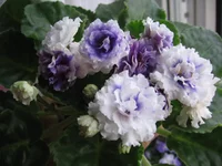 -Сливовый коктейль_1767.webp