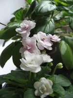 Rob's Vanilla Trail и Christening Gown_1786.webp