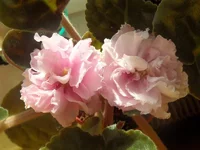 -цветущий пион_thumb.webp