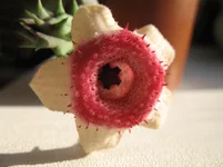 huernia-insigniflora.jpg