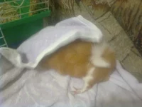 Image0034.webp