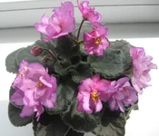 Ness Frosty Edges.webp