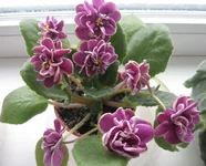 -Магия любви.webp