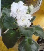 -Снежное кружево.webp