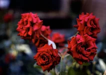 f57f4d57dd670a56b874819444db2bf6.jpg