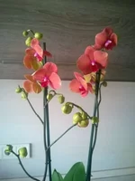 hhab9d.webp
