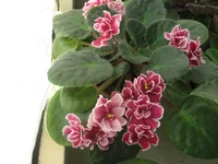 Bob Serbin_1831.webp