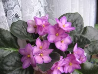 Halo's Aglitter_1808.webp