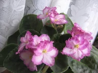 Okie Easter Bunny _1807.webp