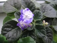 Park Avenue Blue_1794.webp