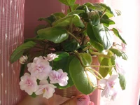 Rob's Vanilla Trail_1817.webp