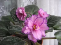 Strawberry Wave 1804.webp