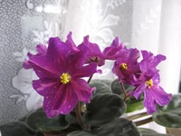 -Цыганская душа_1811.webp