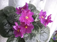 -Цыганская душа_1812.webp