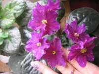 -Цыганская душа_1813.webp