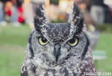 gf1gfd.gif