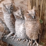 cadf9g.gif