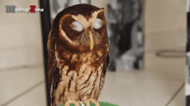 he4ddc.gif
