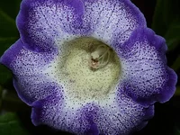 P1020017.JPG