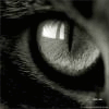 BlinkingCat2.gif
