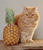 hb4cja.webp