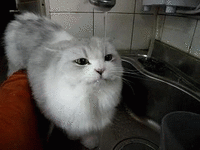 ccg4ca.gif
