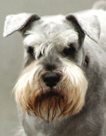 4_standard-schnauzer-236x300.jpg