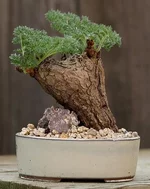 Pelargonium Triste_enl.webp