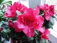 .webp