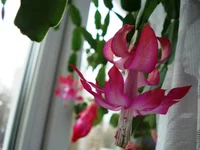 .webp