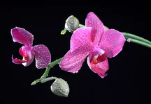 IMG_2011_11_209649.webp