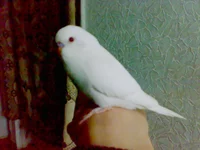 .webp