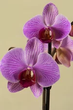 DSC_0084.webp