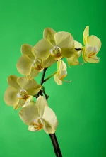 DSC_00246.webp