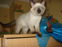 z_96a83a7d.webp